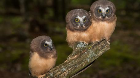 Northern Saw Whet Owls Perched on Mossy Branch at Twilight wallpaper