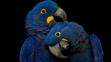 Hyacinth Macaw Pair in Deep Blue Elegance wallpaper