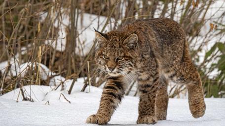Stealthy Bobcat Stalking Through Snowy Brush in Winter Wilderness wallpaper