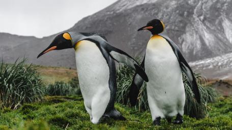 King Penguins Stride Through Windswept Green Tundra wallpaper