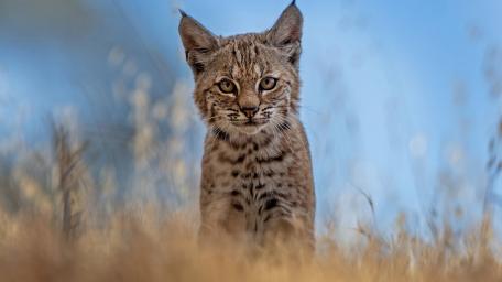 Curious Lynx Cub Portrait in Soft Meadow Light wallpaper