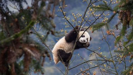 Playful Baby Panda Cub Climbing Spring Blossoms in the Mountains wallpaper