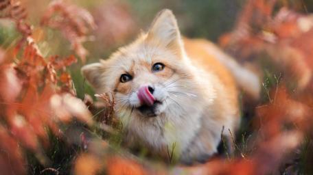Playful Red Fox in Autumn Ferns wallpaper