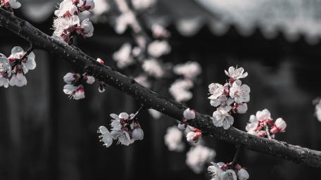 Soft Spring Cherry Blossoms on Dark Branch Wallpaper wallpaper