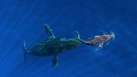 Tender Humpback Mother Guiding Her Calf Through Sunlit Blue Depths wallpaper