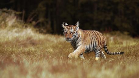 Curious Tiger Cub Exploring Golden Grasslands in Soft Morning Light wallpaper