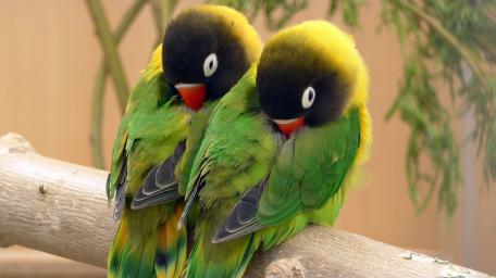 Tender Masked Lovebirds Resting Together on a Sunlit Branch wallpaper