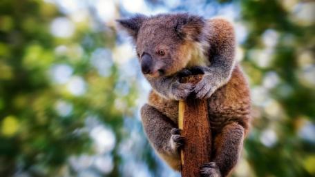 Cuddly Koala Hugging a Tree in Soft Forest Light wallpaper