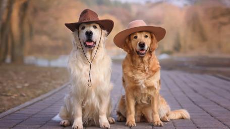 Cowboy Golden Retrievers in Autumn Park Portrait wallpaper