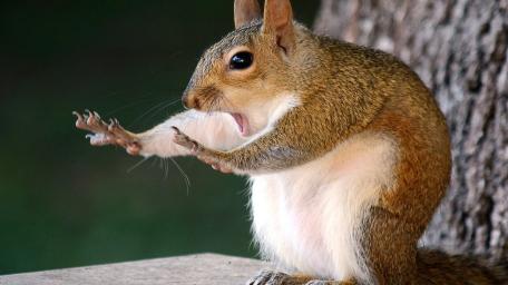 Yawning Squirrel Stretching in a Hilarious Morning Moment wallpaper