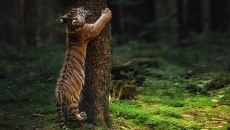 Playful Tiger Cub Hugging a Forest Tree in Soft Light wallpaper