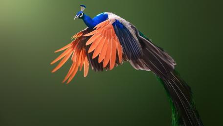 Indian Blue Peafowl in Midflight with Vibrant Wings wallpaper