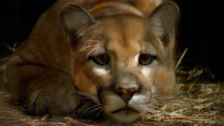 Silent Cougar Close Up Resting in Shadowed Forest Litter wallpaper