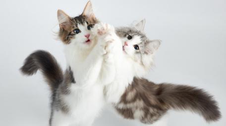 Playful Fluffy Kittens Pawing Together on a Clean White Background wallpaper