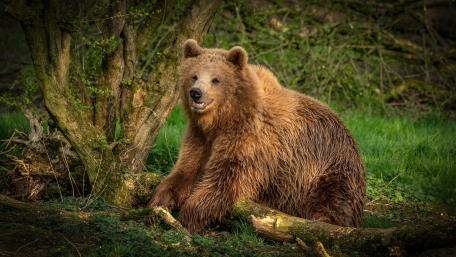 Majestic Brown Bear Resting in Sunlit Forest Glade 4K Wildlife wallpaper