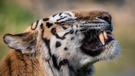 Ferocious Tiger Close Up Snarl With Bared Fangs wallpaper