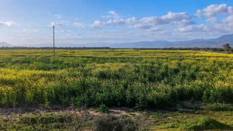 Golden Grassland Horizons in Rural Maroua Cameroon wallpaper