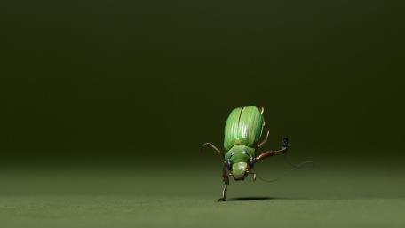 Tiny Green Beetle Busting Moves on a Minimalist Stage wallpaper