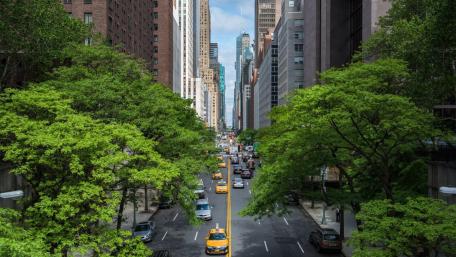 Green Canopy Over a Midtown Manhattan Avenue wallpaper