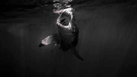 Monochrome Shark Rising Through Dark Waters wallpaper