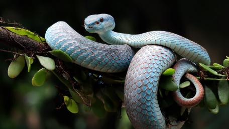 Icy Blue Serpent Coiled on Forest Branch in Ultra HD wallpaper