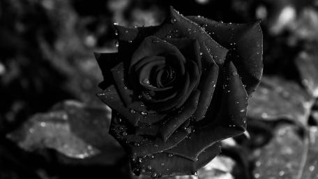 Midnight Rose in Monochrome Dewdrops wallpaper