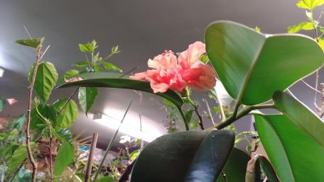 Beautiful Hibiscus Amidst Lush Greenery wallpaper