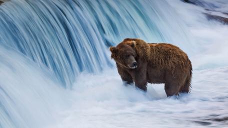 Brown Bear Standing in Misty Waterfall Stream wallpaper