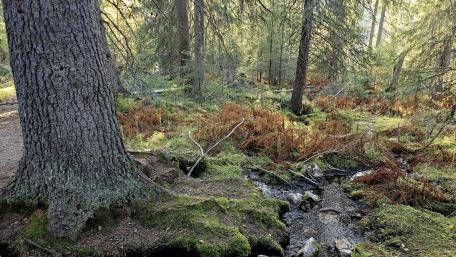 Mossy Silence in Hossa Forest wallpaper