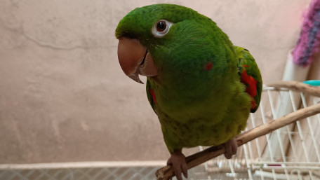 Curious Green Parrot Perched Close Up wallpaper