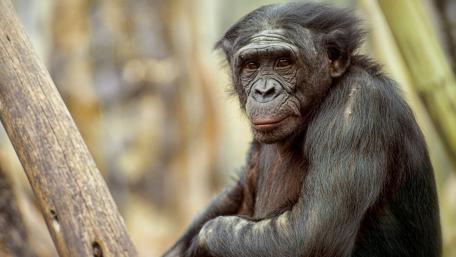 Majestic Zoo Monkey Wallpaper wallpaper