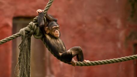 Playful Monkey on Rope Adventure wallpaper