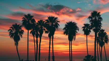 Palm Silhouettes At Burning Sunset wallpaper