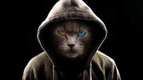 Mystic Hoodie Cat wallpaper
