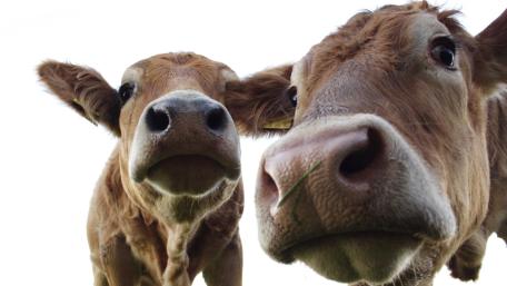 Curious Cows on White Background wallpaper