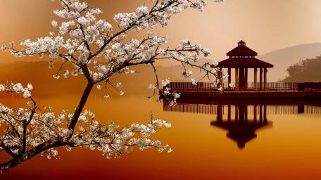 Spring Blossom Reflection over Silent Lake wallpaper