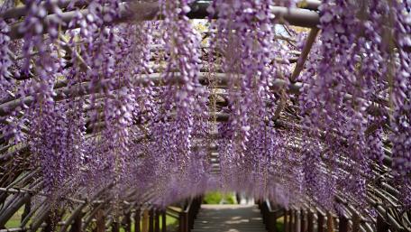 Tunnel Of Wisteria wallpaper