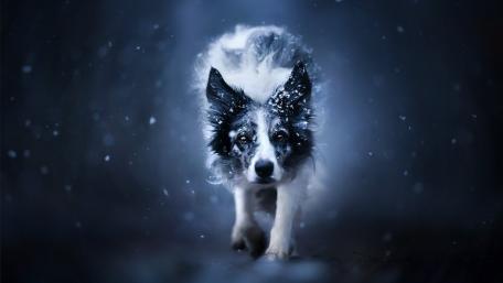 Snowbound Border Collie Charge wallpaper