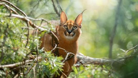 Graceful Caracal in Sunlit Forest wallpaper