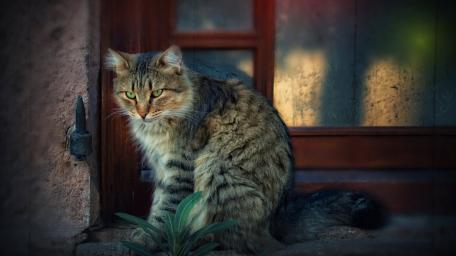 Gentle Tabby Cat by the Window wallpaper