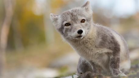 Grey Fox Portrait in Soft Tundra Light wallpaper