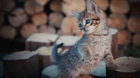 Curious Blue Eyed Kitten in Soft Woodland Light wallpaper