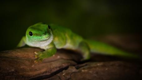 Curious Green Lizard on a Branch wallpaper