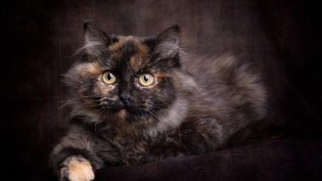 Elegant Long Haired Cat Portrait wallpaper
