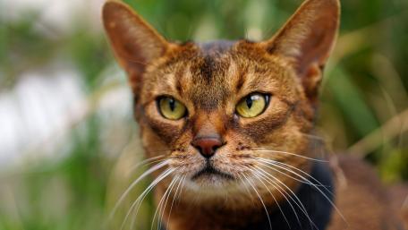 Elegant Bengal Cat Portrait wallpaper