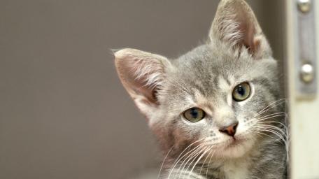 Curious Grey Kitten Peeking Close Up wallpaper
