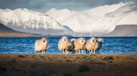 Arctic Sheep by the Icy Shore wallpaper