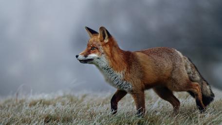 Misty Meadow Red Fox wallpaper