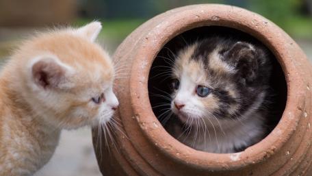 Curious Kittens Meeting in a Clay Pot wallpaper