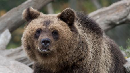 Majestic Brown Bear Close Up wallpaper